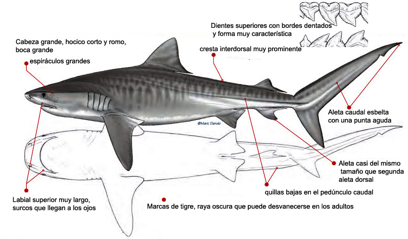 Galeocerdo cuvier_022.jpg